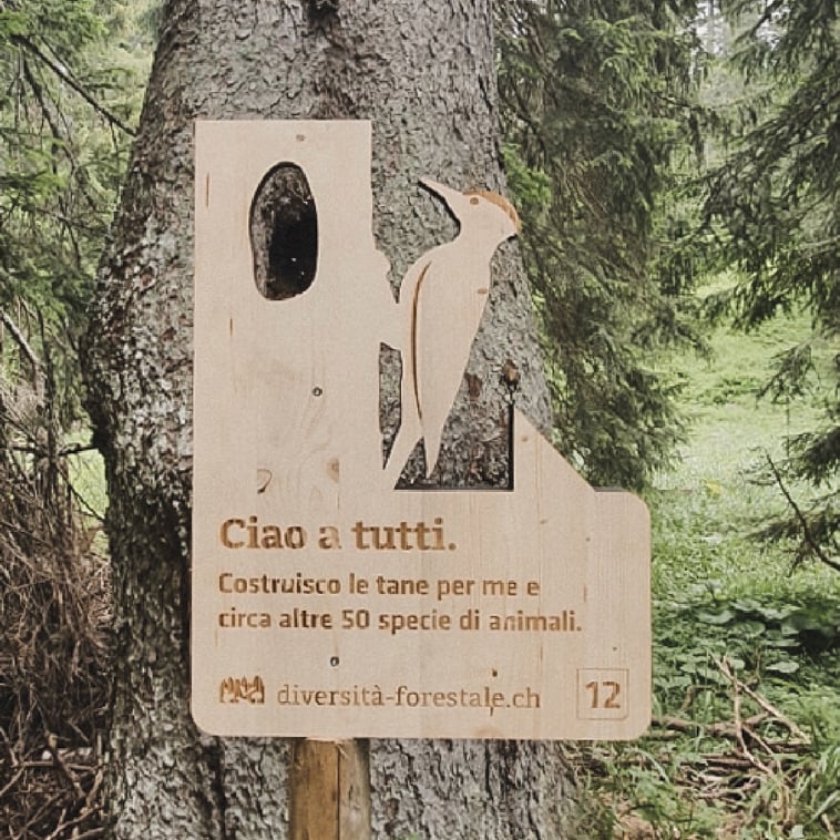 cartello con picchio sulla diversità forestale lungo un itinerario per bambini