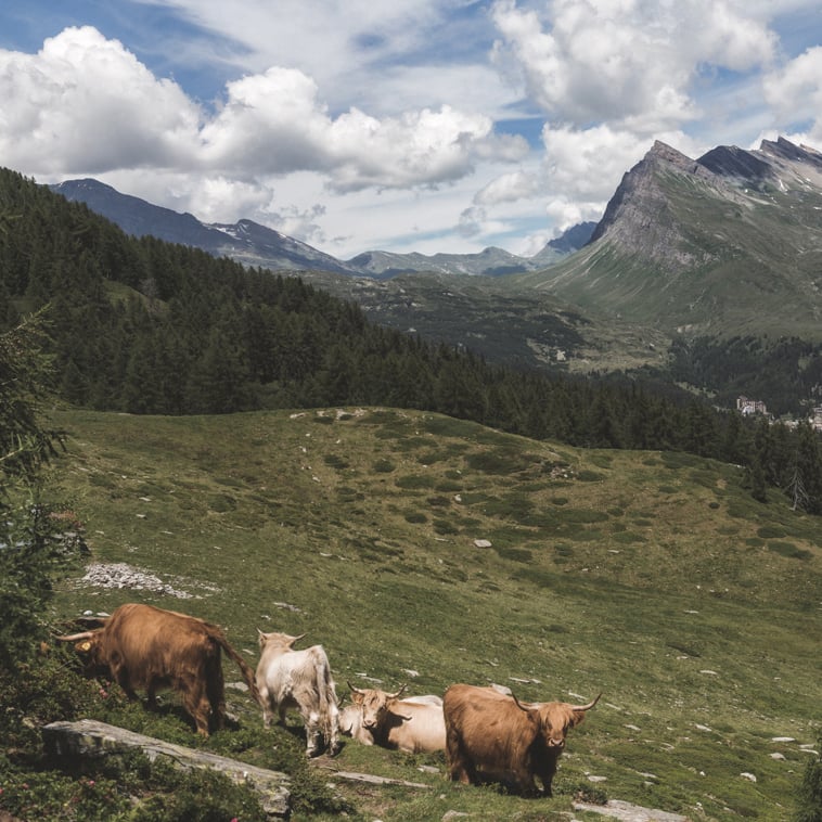 mucche al pascolo che si vedono lungo il sentiero durante il trekking con il piz uccello sullo sfondo